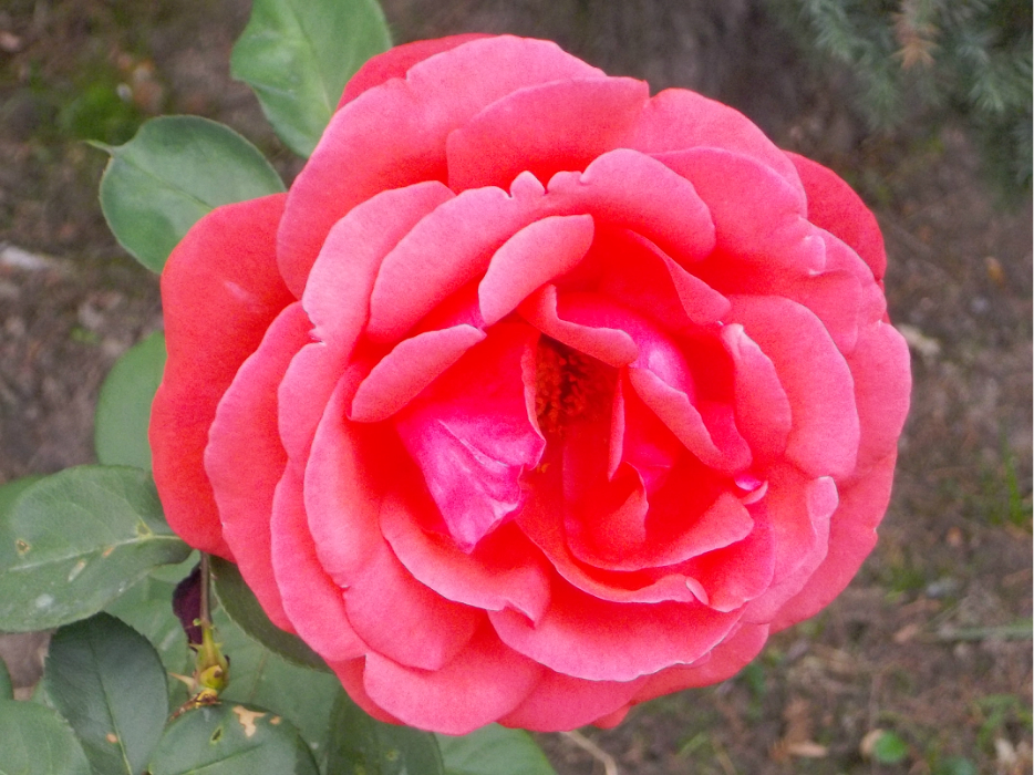 wKgB21Bz06jfXgnXAArNzIgUKuY24.jpeg?imageView2%2F2%2Fw%2F600%2Fh%2F600%2Fq%2F90