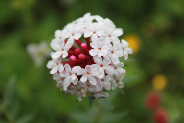 wKgB21AOKSeON2T1AACMrosIpPM93.jpeg?imageView2%2F2%2Fw%2F680%2Fh%2F600%2Fq%2F90