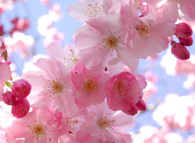 但是大家不要灰心,武大园内,樱花种类较多,所以开花的时间也是不同的