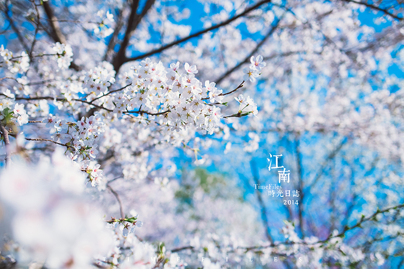鼋头渚樱花什么时候开,2017无锡鼋头渚樱花节