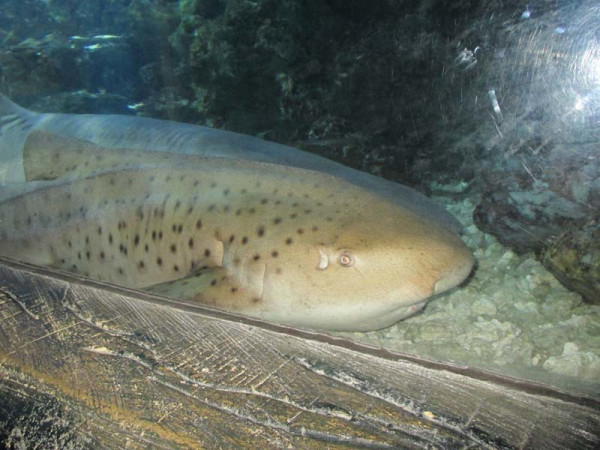 鱼多长时间喂一次最合适 wKgB4lJovamAAOcCAAGAEF9flUc00.jpeg?imageView2%2F2%2Fw%2F600%2Fq%2F90%7CimageMogr2%2Fstrip%2Fquality%2F90