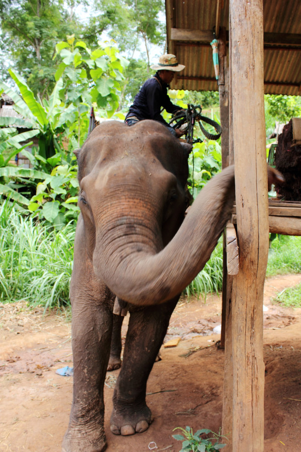 大象过河猜成语_大象小象过河图片(3)