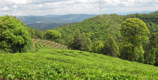 高香万亩生态茶文化园(云茶山庄)