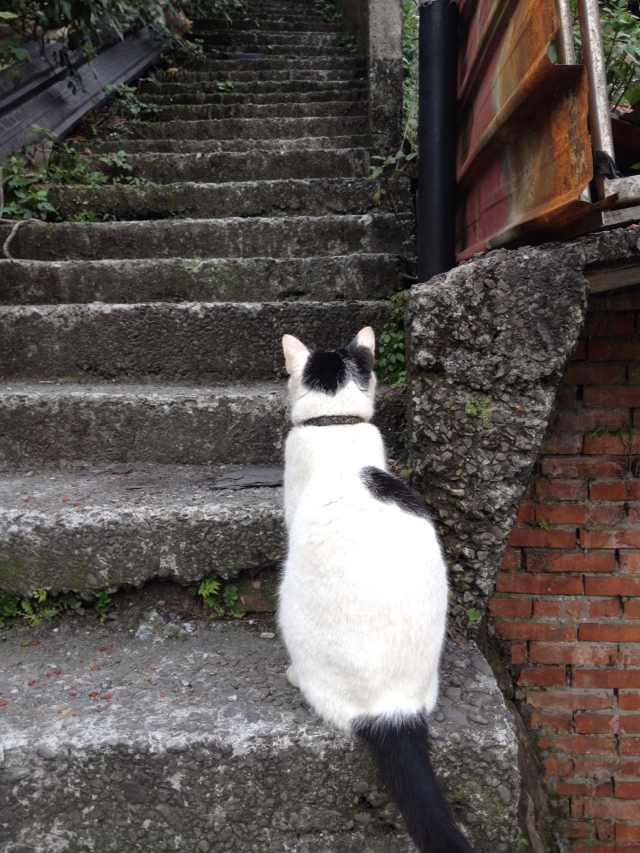 月牙猫高清