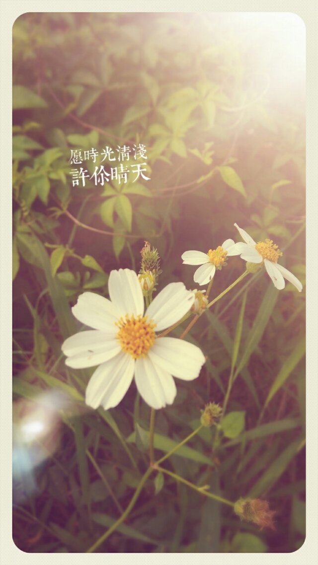 愿时光清浅,许你晴 