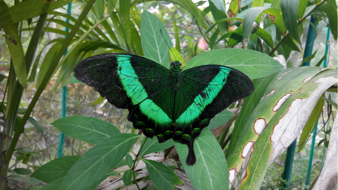 眼睛米饭大拇指蝴蝶节猜成语_蝴蝶米饭儿童画(3)