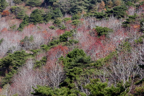 桃花峪