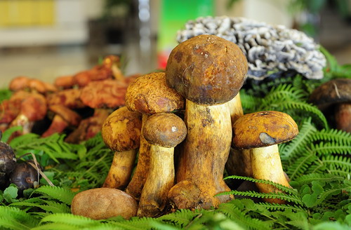 云南有什么土特产 云南特产有哪些土特产 云南著名土特产推荐 云南有什么土特产 云南特产有哪些土特产 云南著名土特产推荐