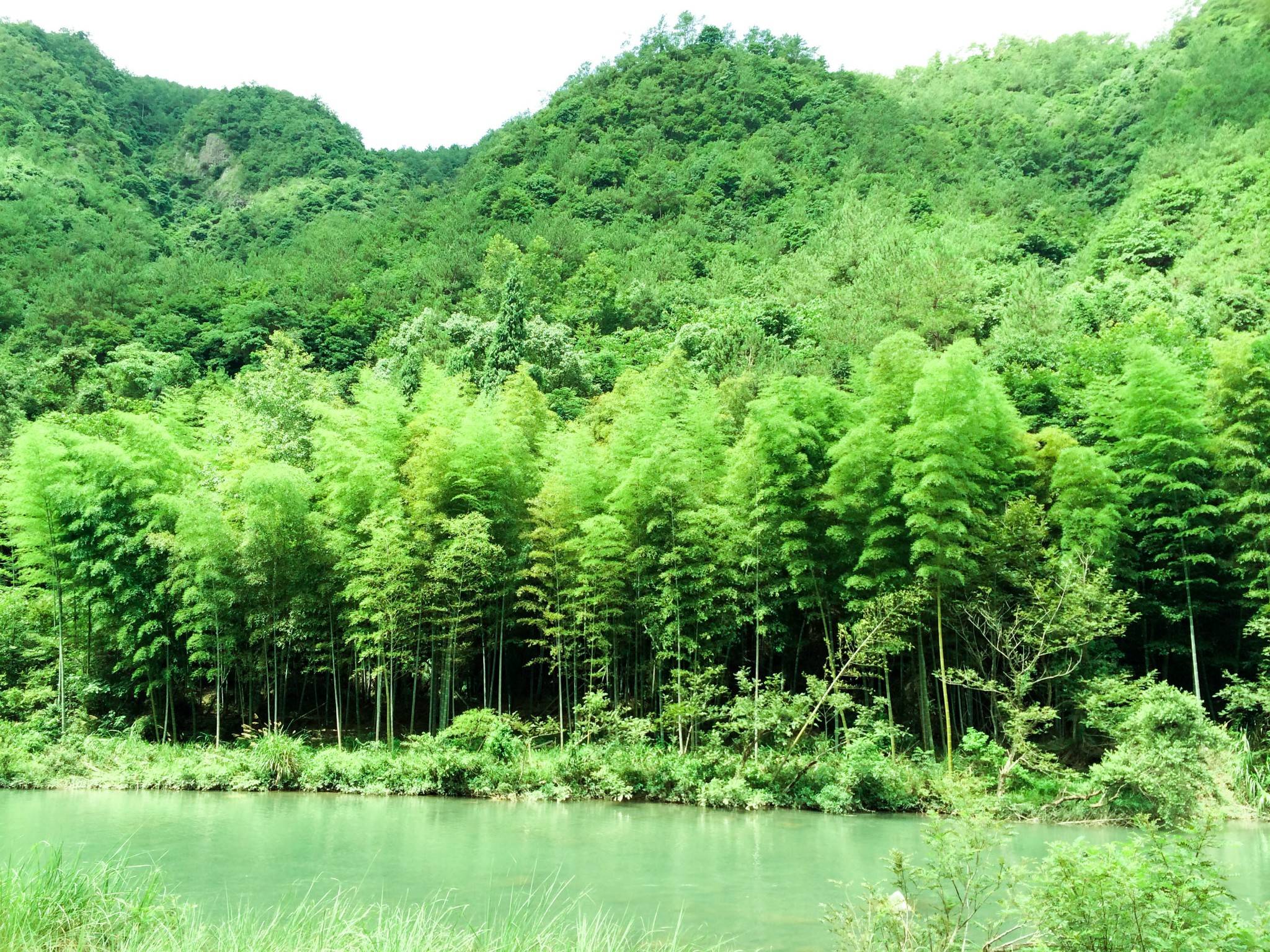 感觉到了安吉竹林一般,满山的竹海在微风中唰唰唰,舒适感扑面而来!