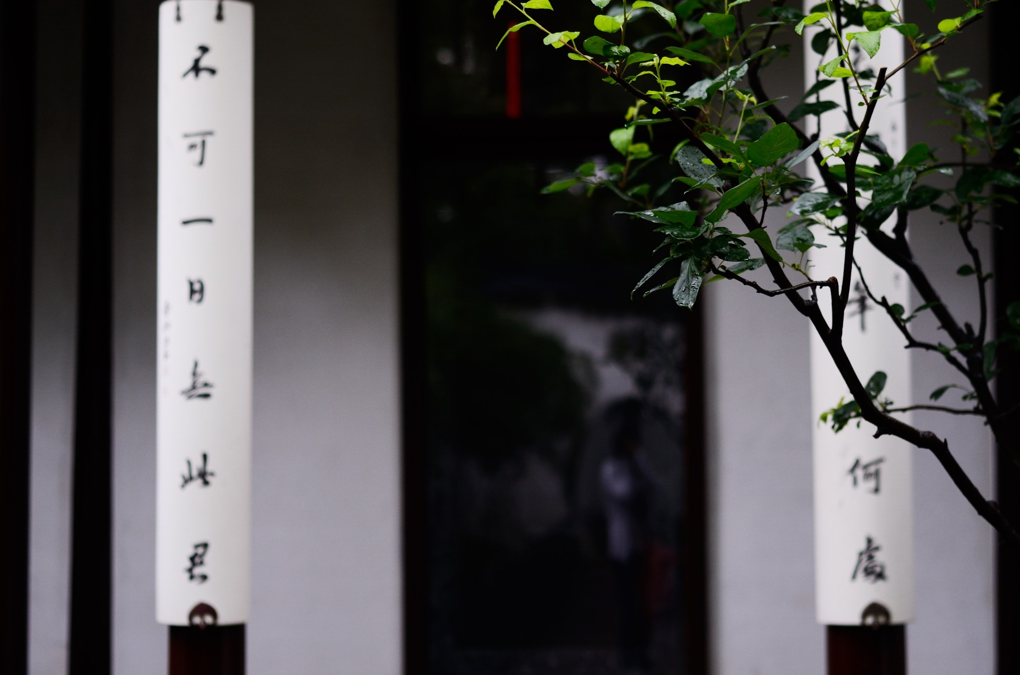 百年松树五月芭蕉猜一成语_芭蕉树图片(3)
