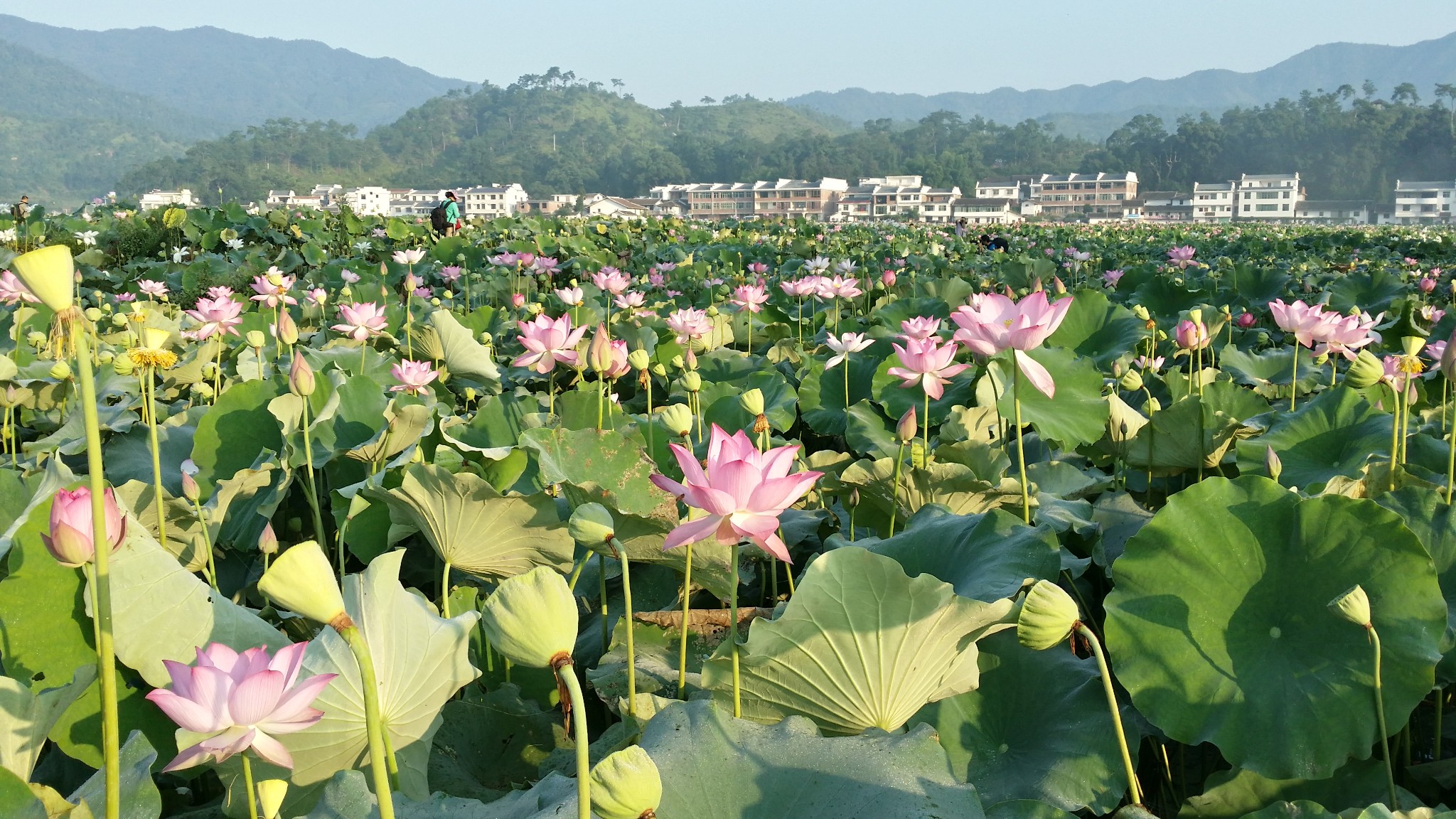 赏莲第一村—广昌姚西村