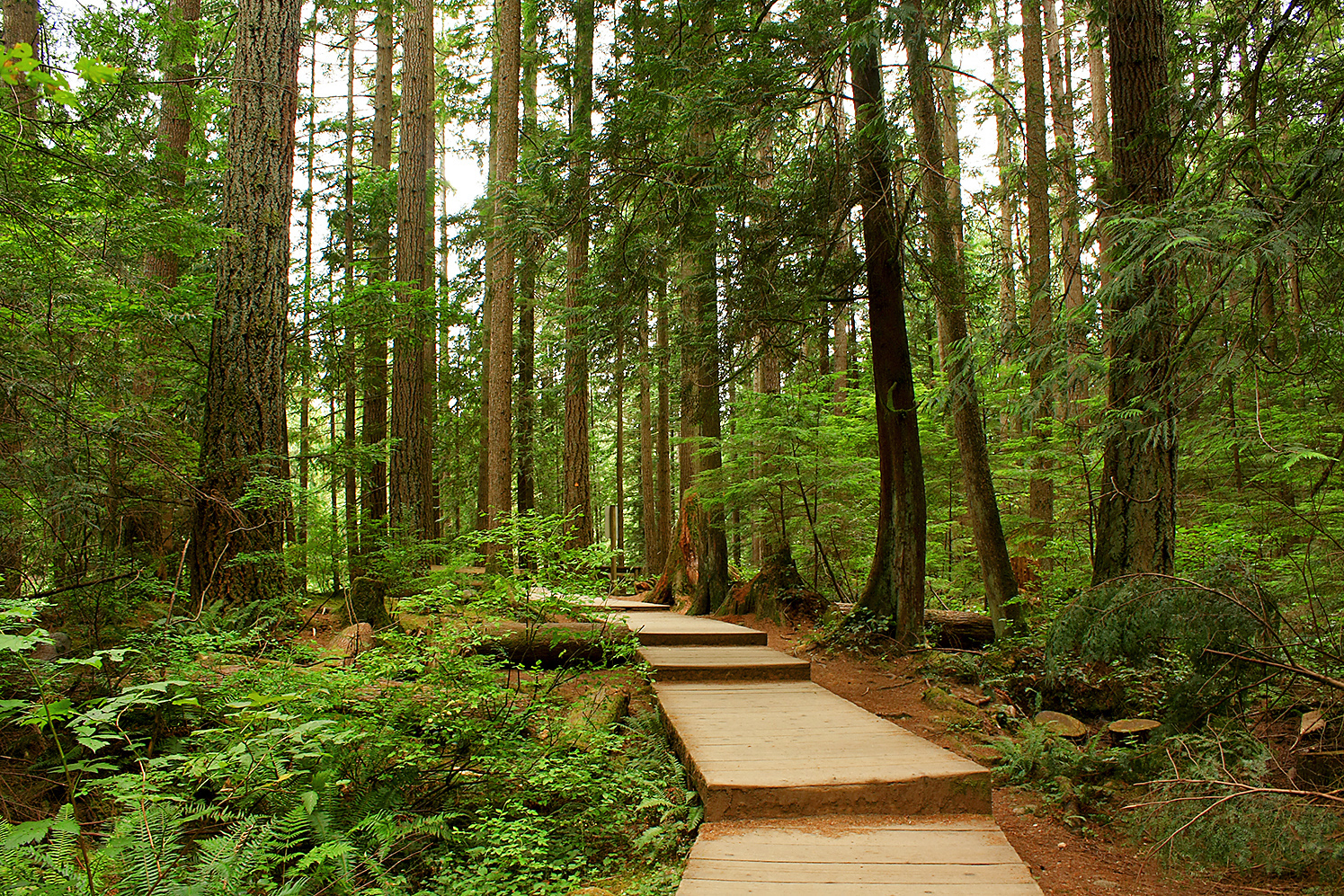 林恩峡谷公园(lynn canyon park)