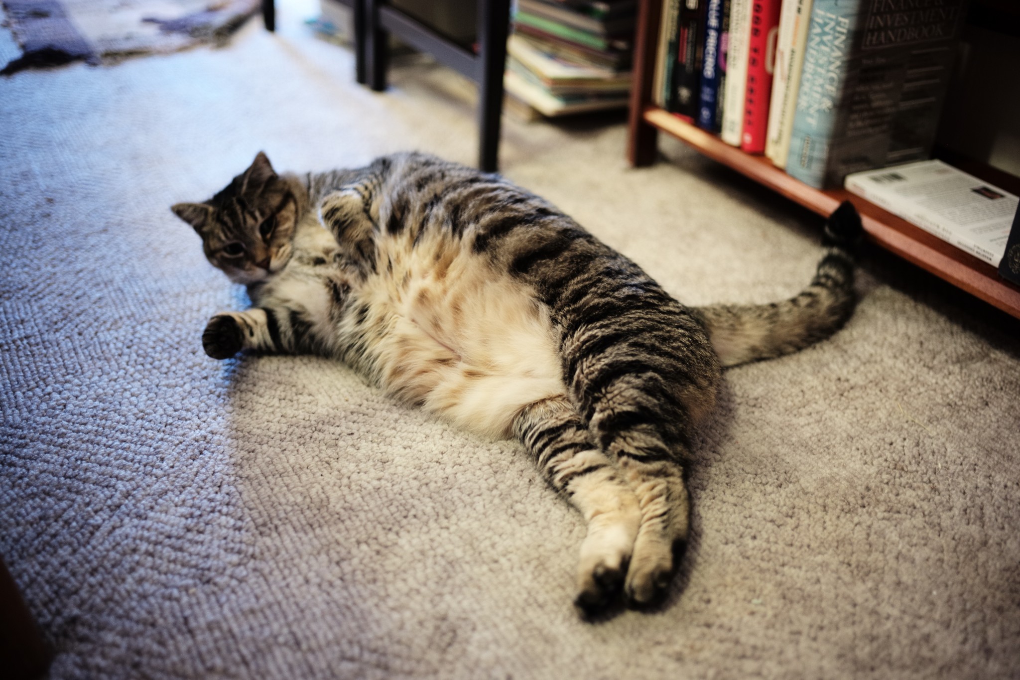 wKgB6lREogGAYSpKAAkEWQCMBCY72.jpeg?imageView2%2F2%2Fw%2F600%2Fh%2F600%2Fq%2F90