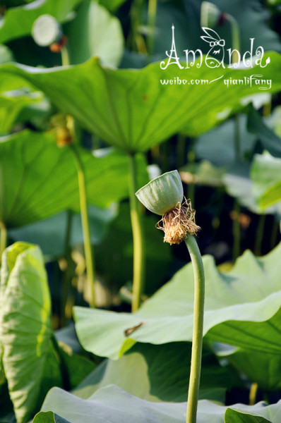 怎样才算真正的出水芙蓉 wKgB6lPxgmuAK_AFAAJk4wZRxEk82.jpeg?imageView2%2F2%2Fw%2F600%2Fh%2F600%2Fq%2F90