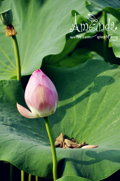 怎样才算真正的出水芙蓉 wKgB6lPxgnCAboArAAKDbxAdZ-E34.jpeg?imageView2%2F2%2Fw%2F600%2Fh%2F600%2Fq%2F90