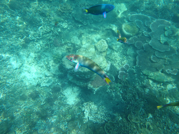 石头鱼图片大全及价格 wKgBpVVm5fqAIOfOAA1wCklqfao09.jpeg?imageView2%2F2%2Fw%2F600%2Fq%2F90%7CimageMogr2%2Fstrip%2Fquality%2F90