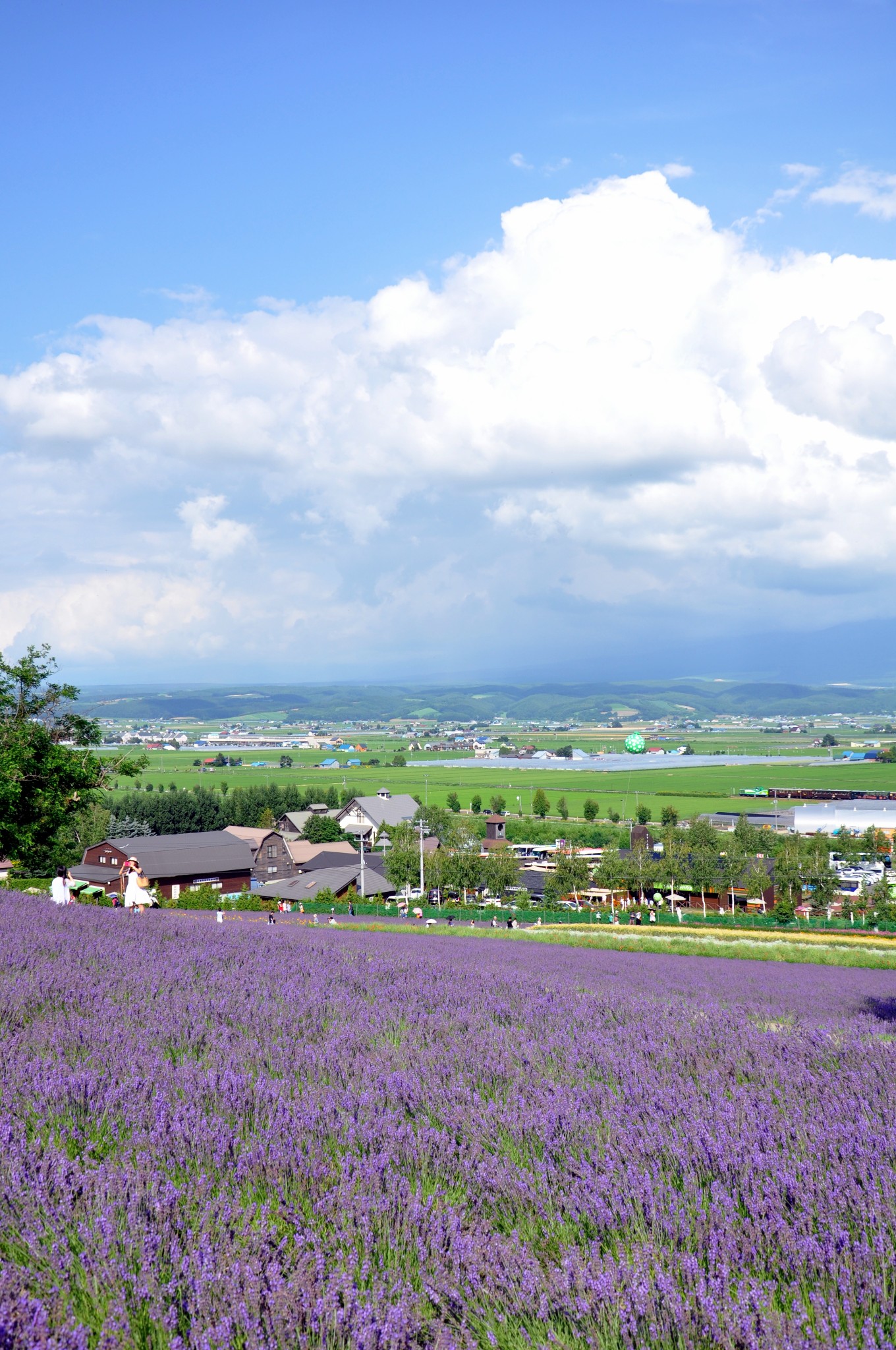 邂逅花海,圆了我薰衣草的梦(日本本州 北海道)美图完结篇