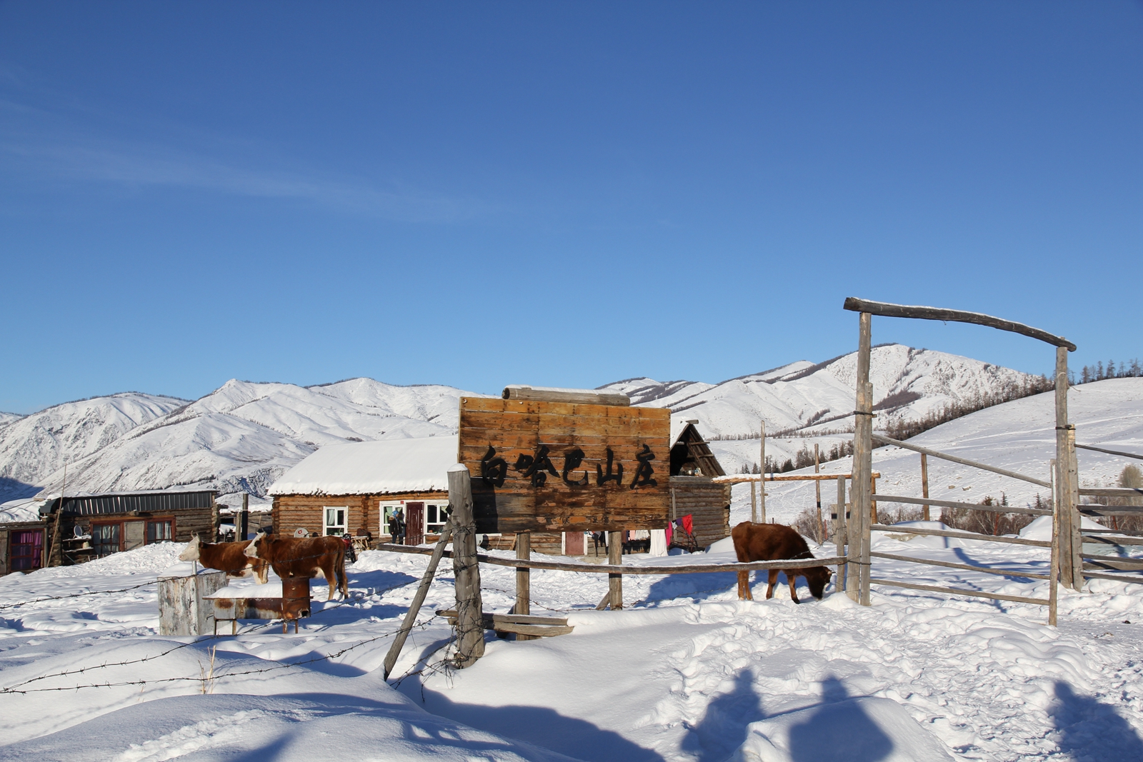 禾木喀纳斯白哈巴冬季冰雪摄影之旅一个梦中的童话世界