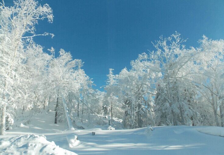 您一同欣赏银装素裹的世界,塞北风光,林海雪原,奇松树挂的北国雪景