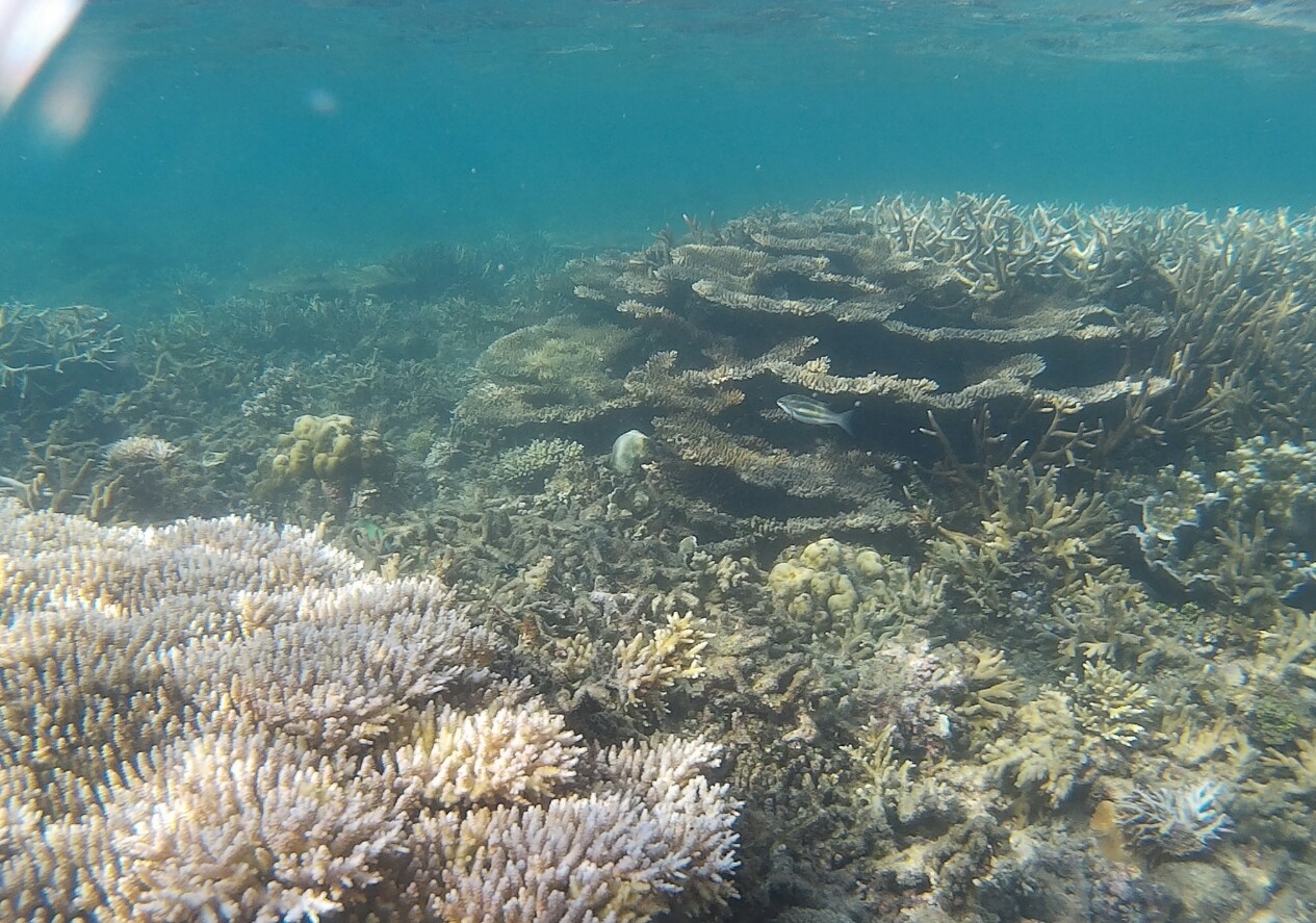 沙巴山打根海龟岛公园之旅