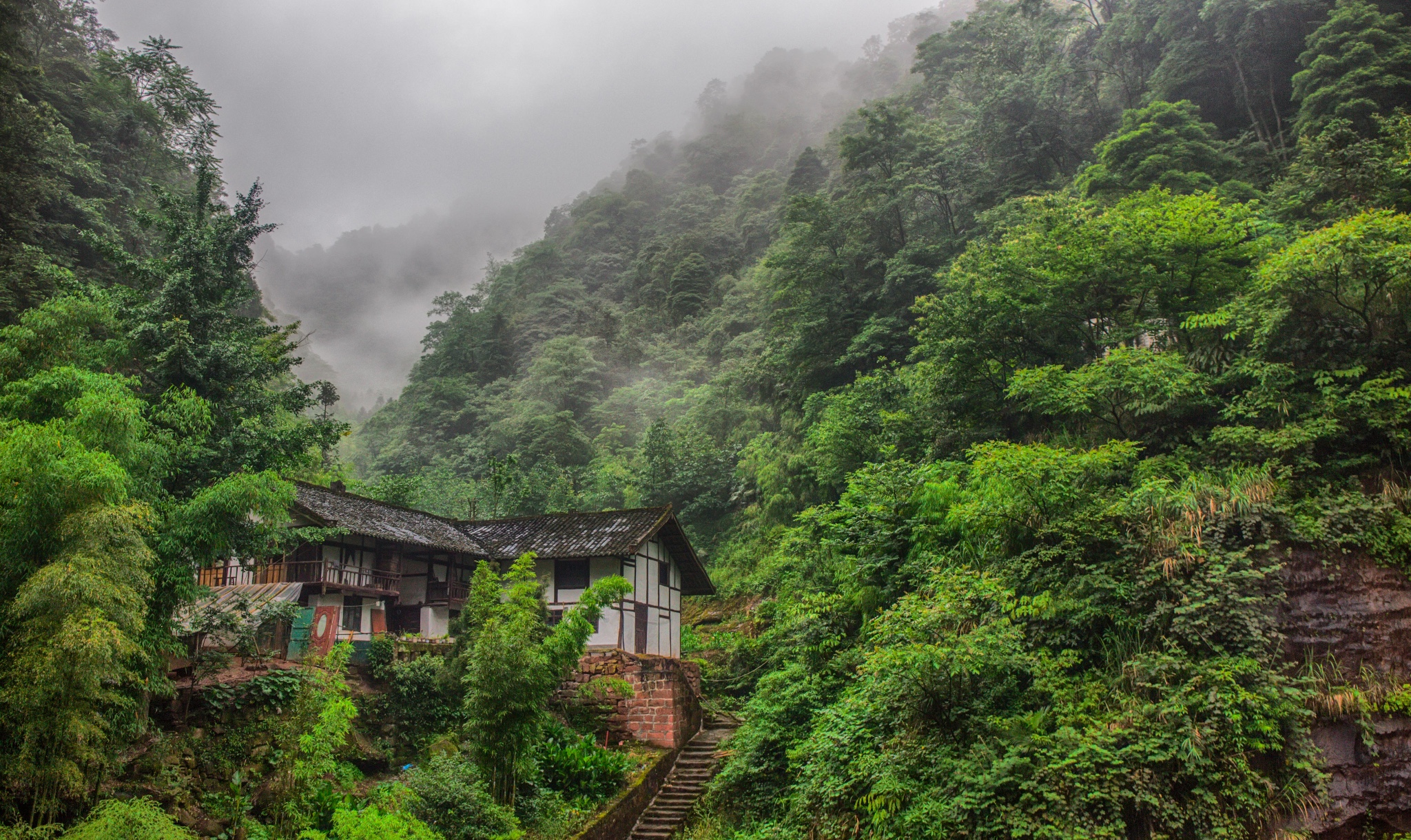 四川古蔺黄荆老林丨清肺氧吧,夏日避暑首选地