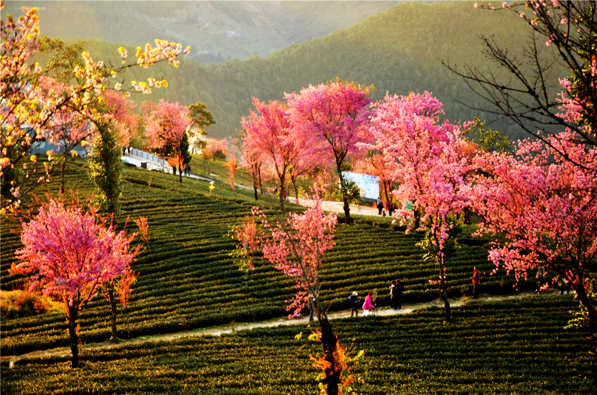 2014年周末自驾无量山樱花谷赏花