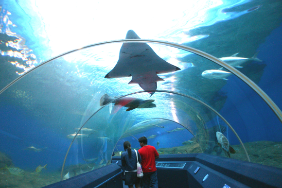 水族馆在许多地方并不鲜见,新加坡和香港就各有一个世界知名的水族馆,泰国在大城府也有一个最大的淡水水族馆。 但芭堤雅“海底世界”是泰国首个海底水族馆,比新加坡圣淘沙水族馆的水容量还大。 泰国芭堤雅海底世界海洋馆是亚洲最大和最现代化的海洋馆,历时近一年半、耗资二亿七千五百万泰铢打造,面积达四千二百平方米。 一条堪称亚洲最长和最为艺术化的海底人行隧道,引导游客在四米深的海底进行令人着迷的旅行,观赏在身边和头顶翔游的海星、蟹、竹鲨、海马等二千多只海洋动物。 主题公园总占地面积 1.