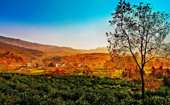 安徽塔川秋色