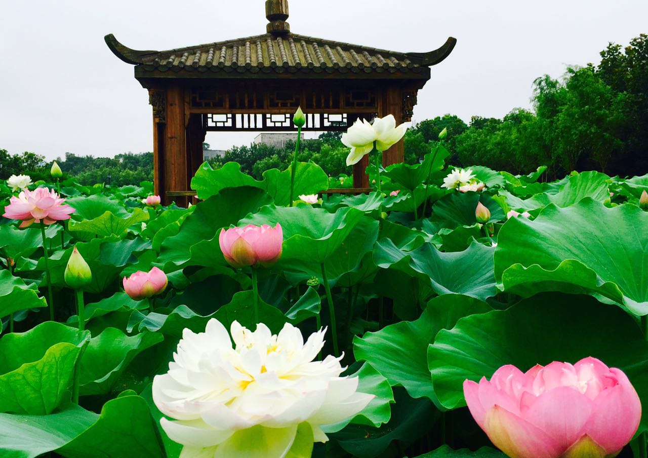 我带着你,你带着孩子,我们花海相会———湘潭盘龙大观园