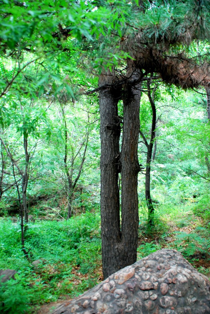 结语:1,山叶口景区不大,管理的很干净,植被丰富,有溪水,山势低缓图片