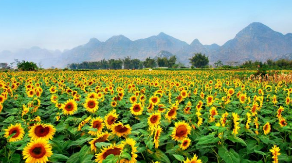 啥时候开始种向日葵 wKgBs1Zeon-Aac5fAAdetm6GZFs273.png?imageView2%2F2%2Fw%2F600%2Fh%2F2000%7Cwatermark%2F1%2Fimage%2FaHR0cDovL2IyLXEubWFmZW5nd28ubmV0L3M5L00wMC82My84RS93S2dCczFaTmVzV0FZb29JQUFBU2JNMElpRjQyNDEucG5n%2Fgravity%2FSouthEast%2Fdx%2F20%2Fdy%2F20