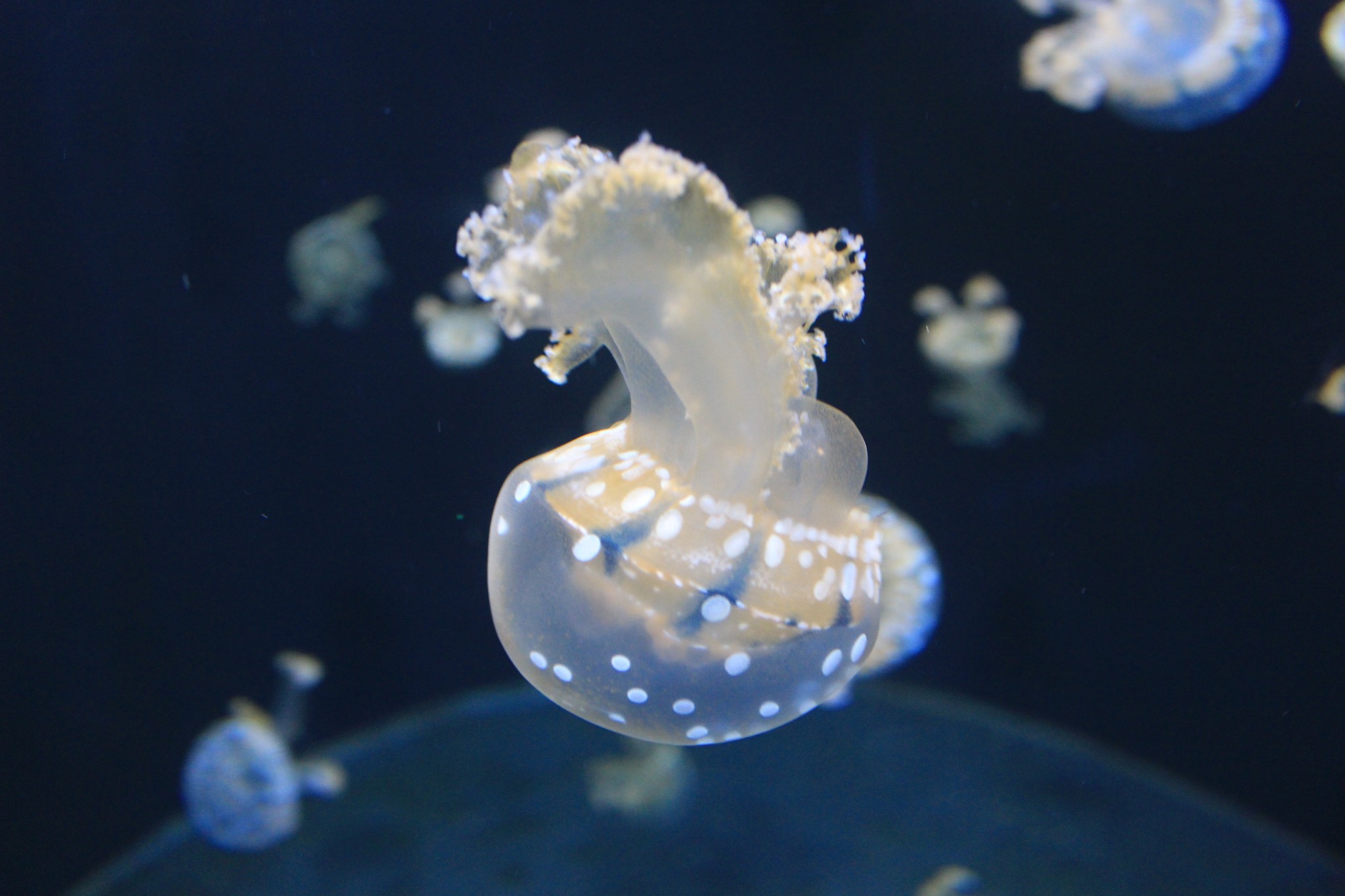 新加坡酒店_新加坡旅游景点_新加坡收入消费