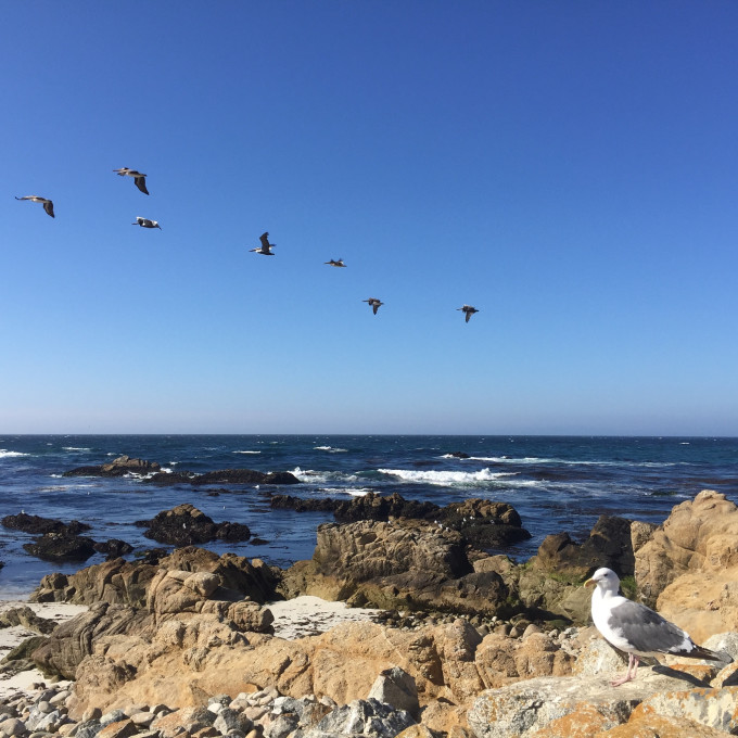 旧金山17英里英文