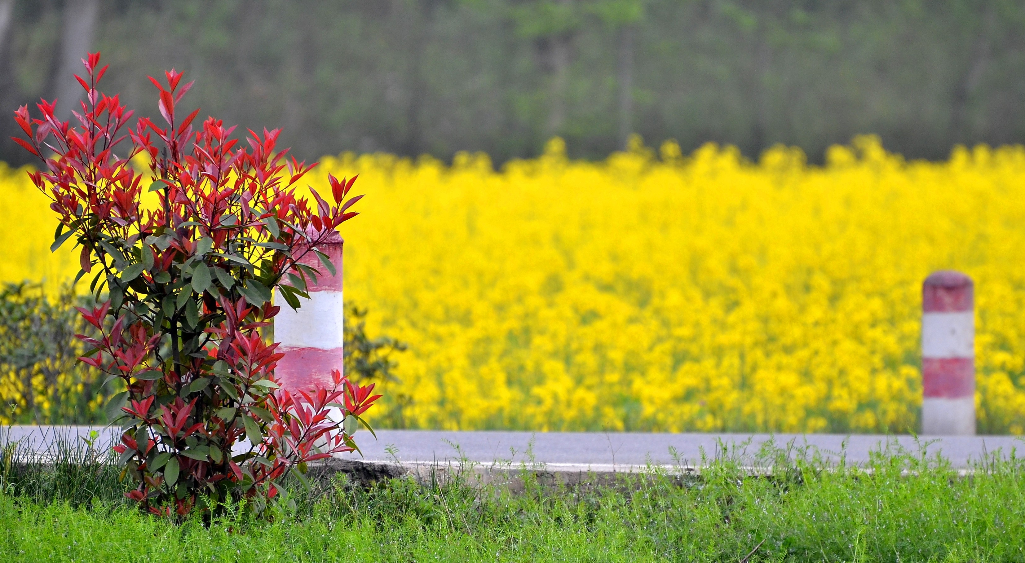 2018北京看油菜花去哪里,北京油菜花观赏地