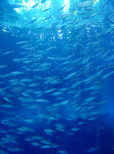免费海豚湾 wKgBs1cPaCiAH0MtAAkhFjdkCoU31.jpeg?imageView2%2F2%2Fw%2F600%2Fh%2F600%2Fq%2F90