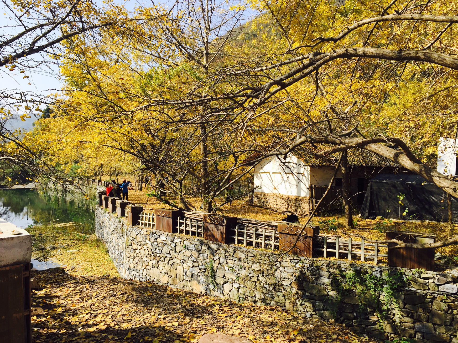 安陆钱冲千年银杏谷图片58,安陆旅游景点,风景名胜 马蜂窝图库 马