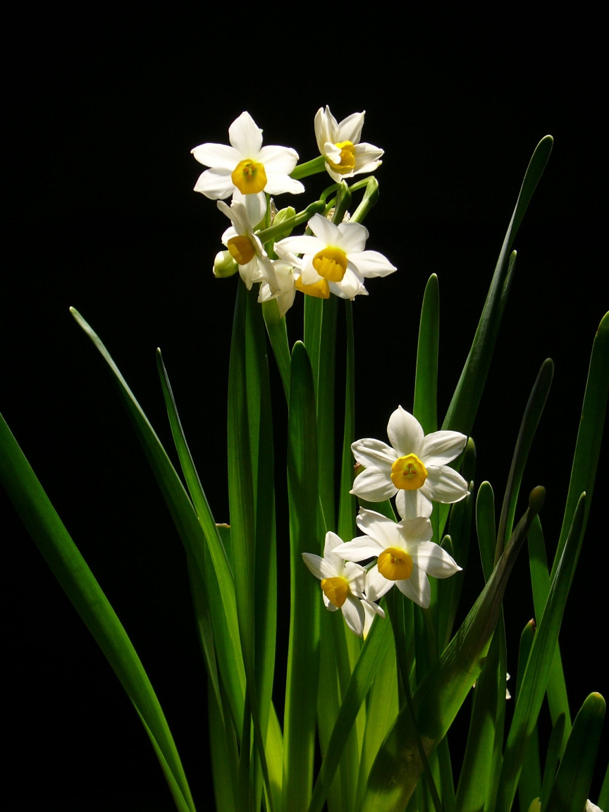 游闽记——漳州水仙