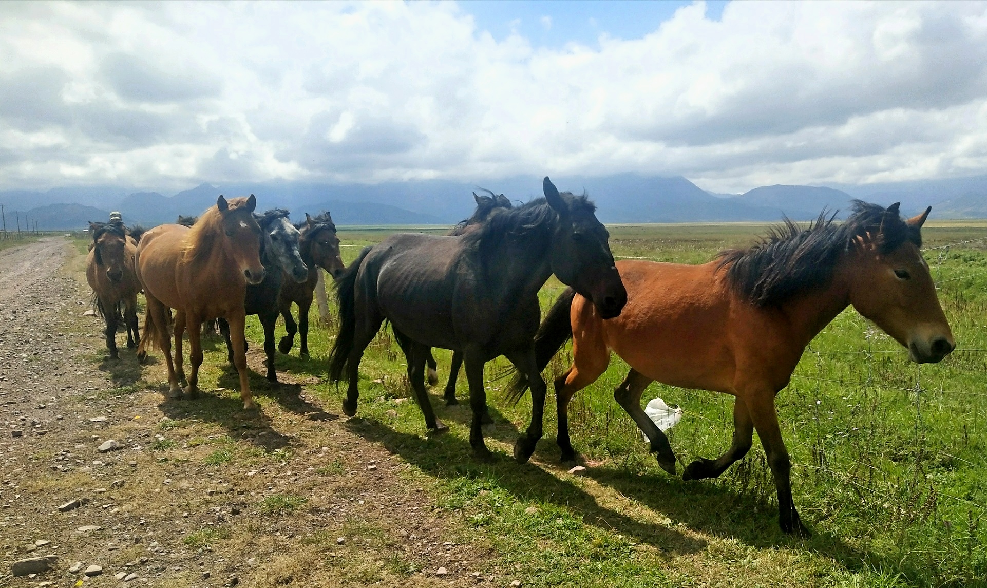 GanSu ZhangYe ShanDan Military Horse Farm