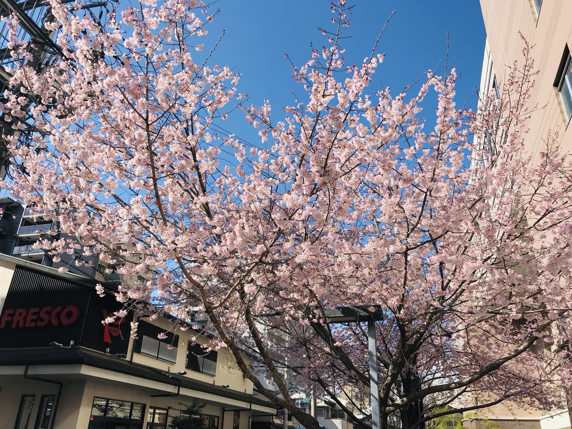 京都自助遊攻略