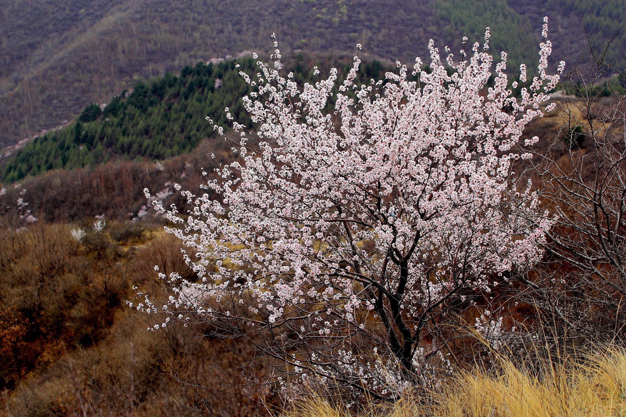 在那桃花盛开的地方——尖山--盂县游记--马蜂窝