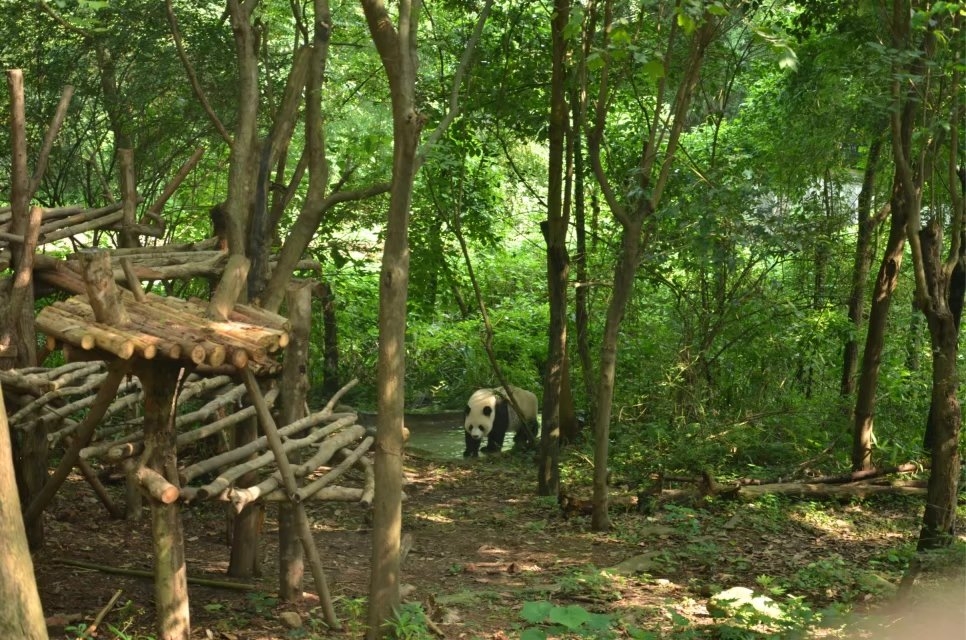 成都自助遊攻略