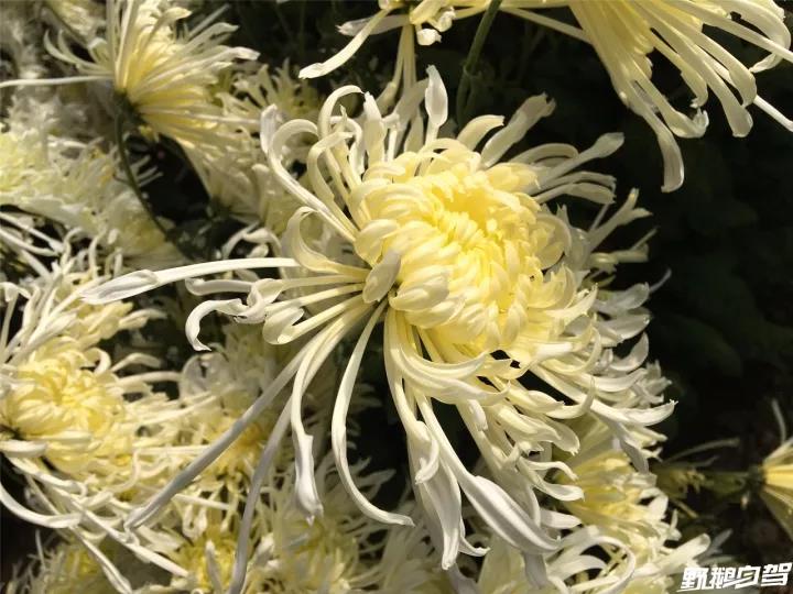 自驾平谷西柏店村赏菊花吃菊花宴这次一定要来这个小村吃菊花