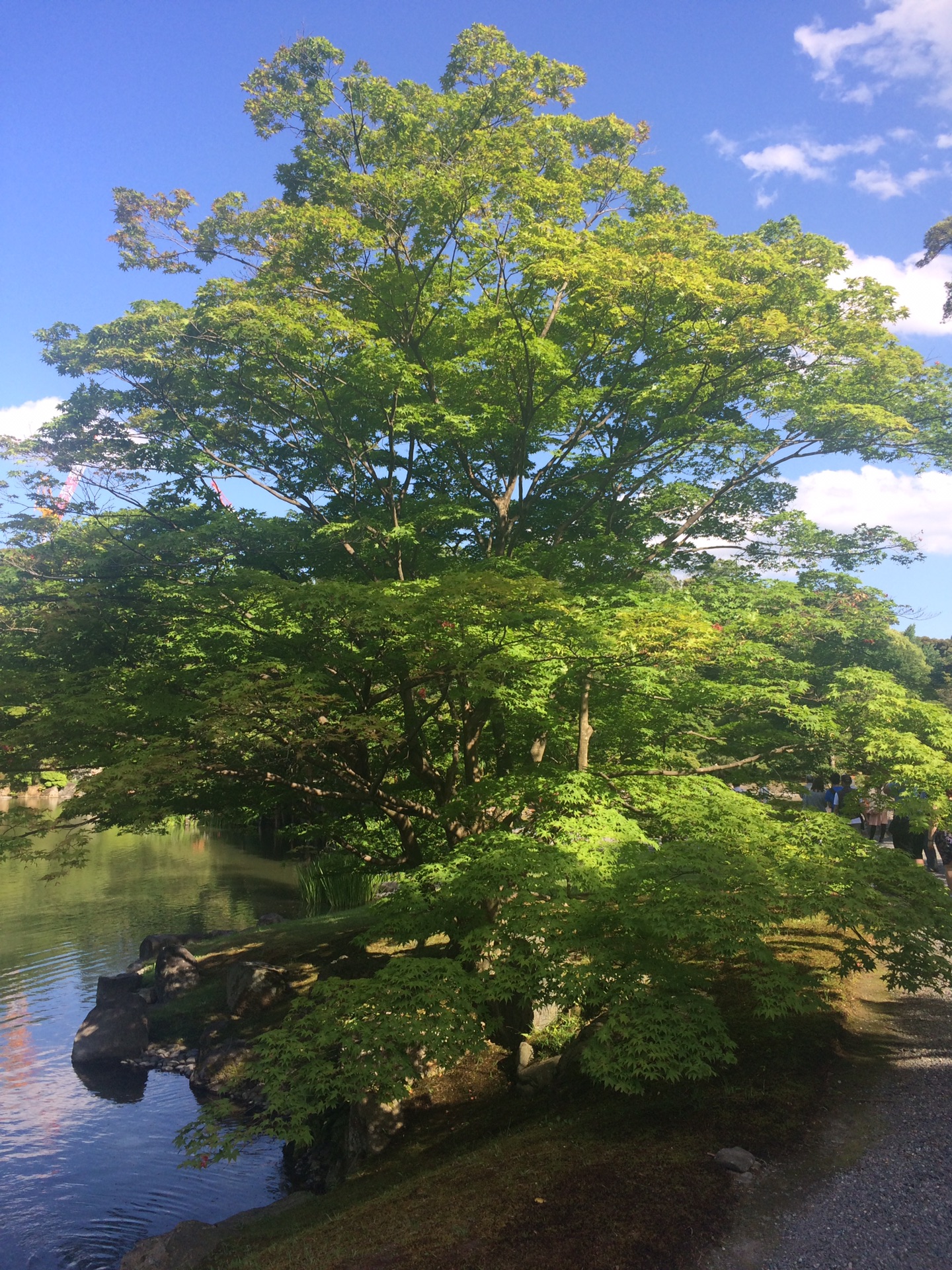 京都自助遊攻略