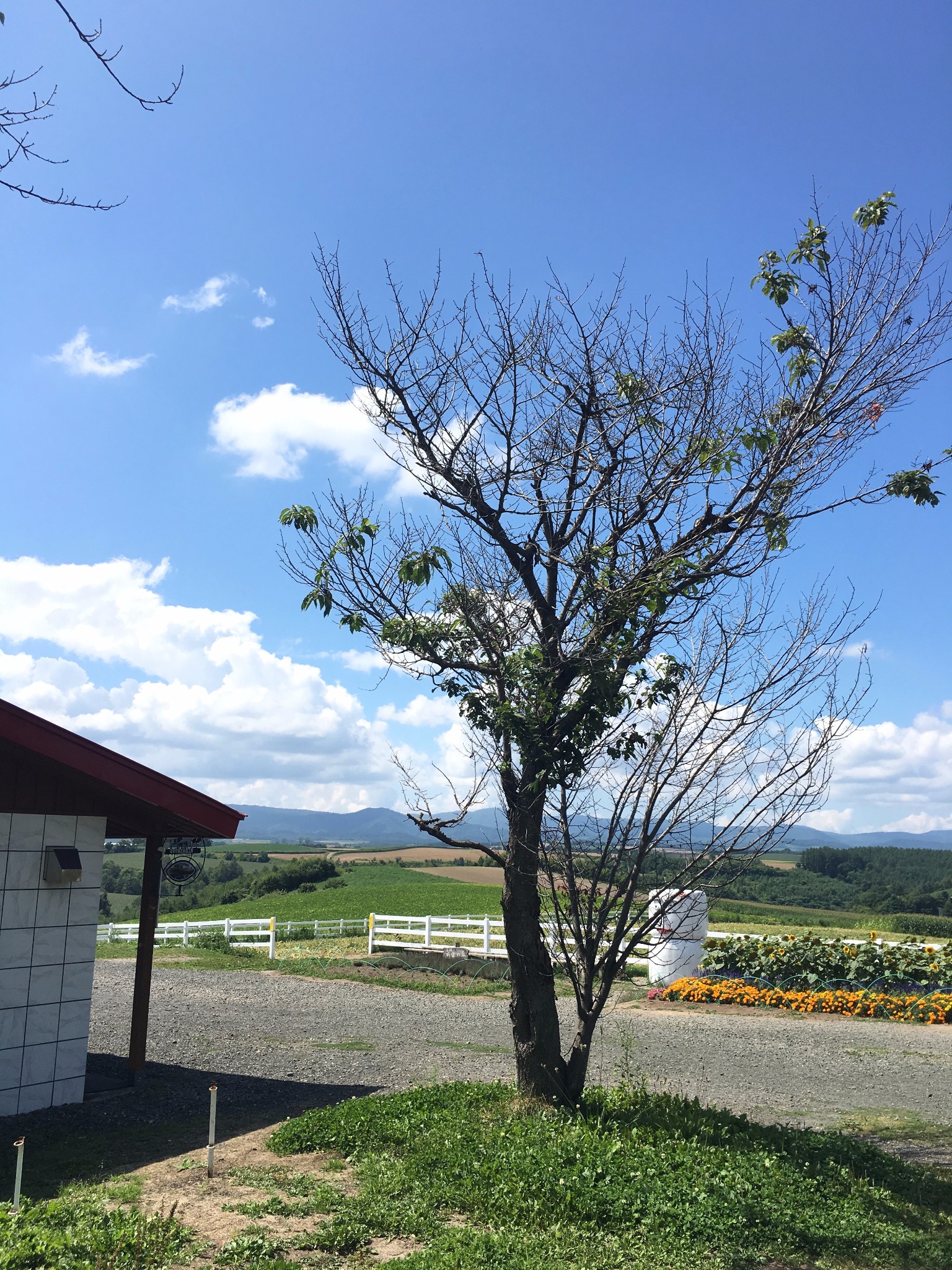 札幌自助遊攻略