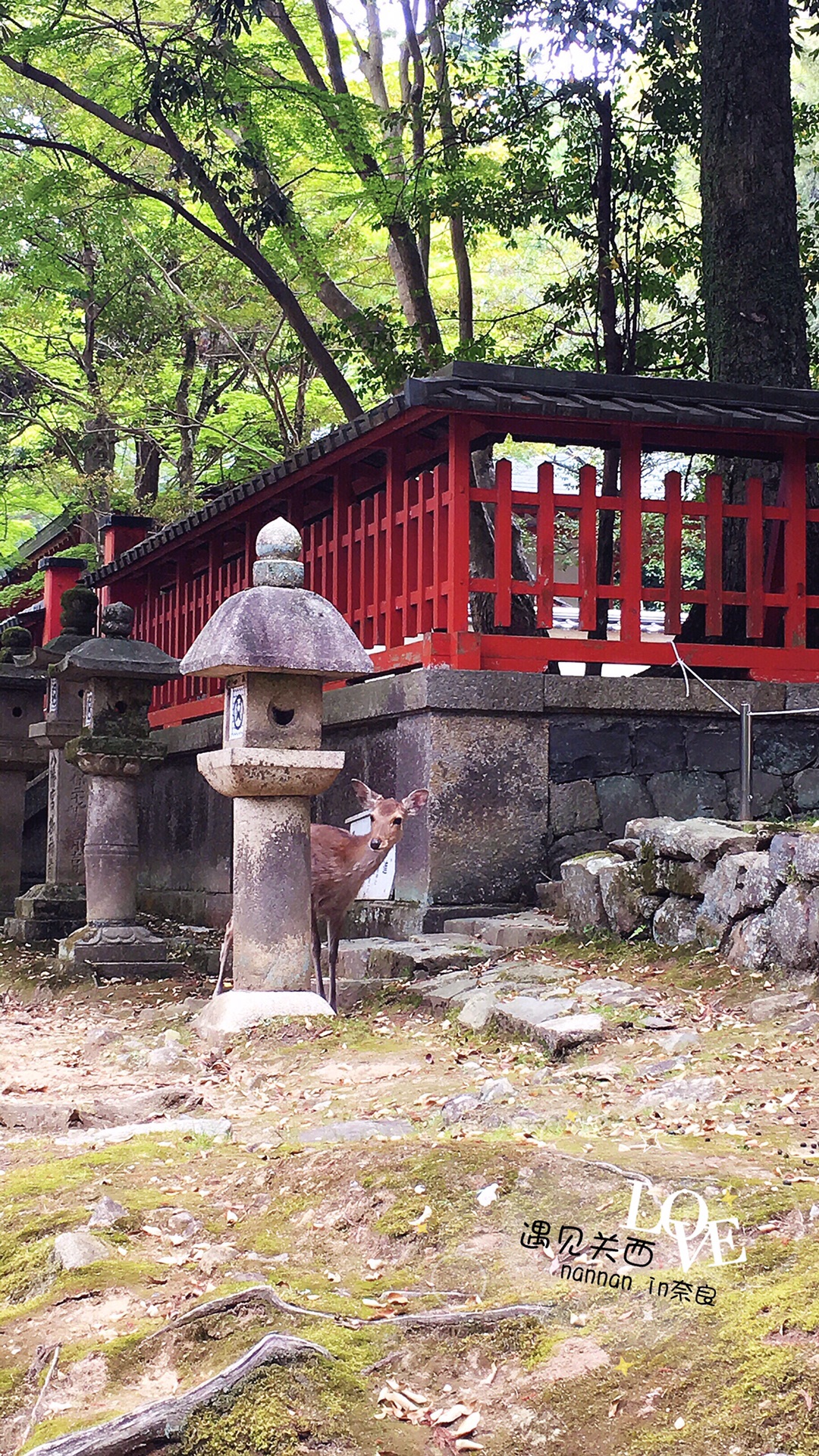 京都自助遊攻略