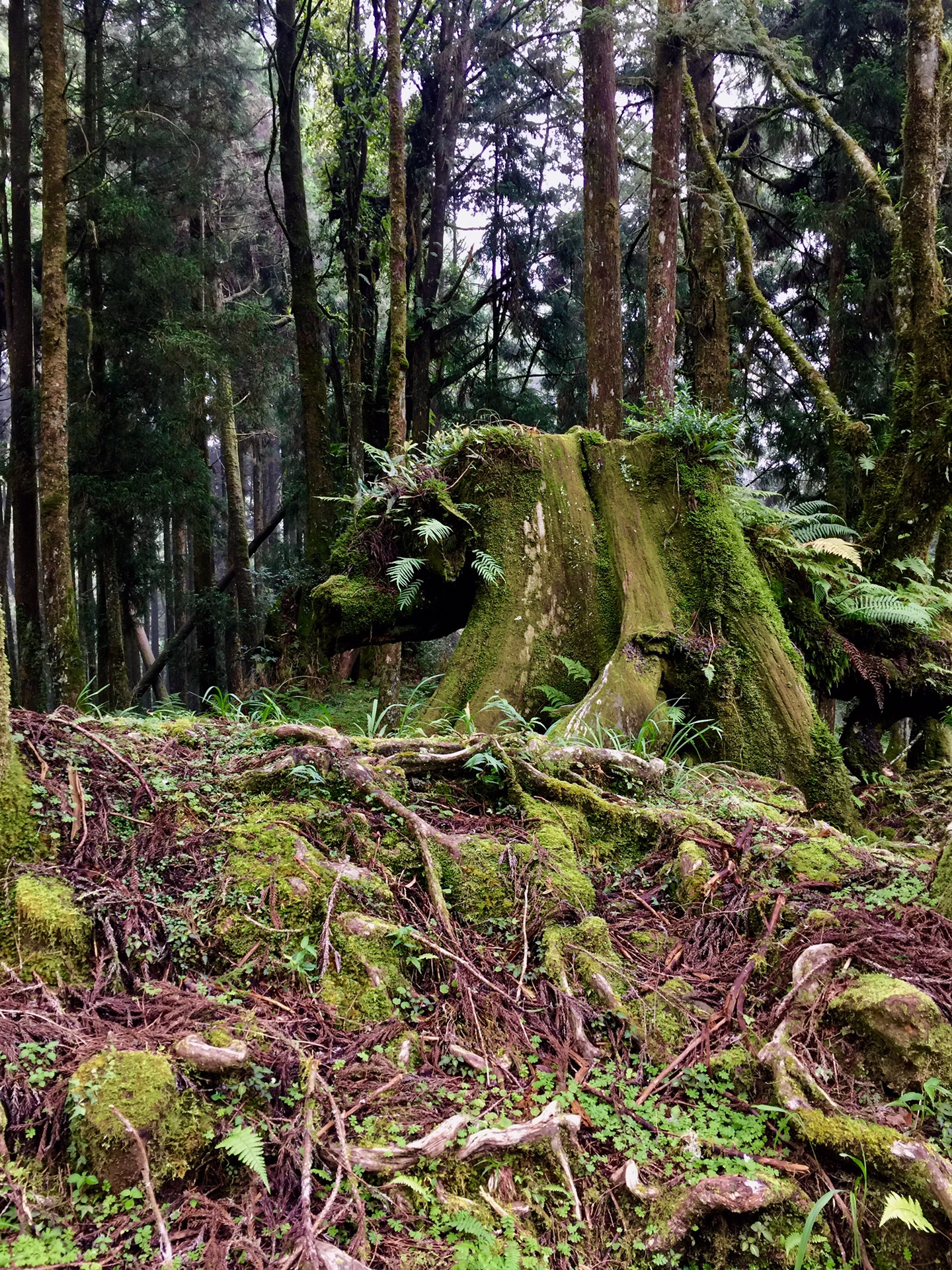 阿裡山自助遊攻略