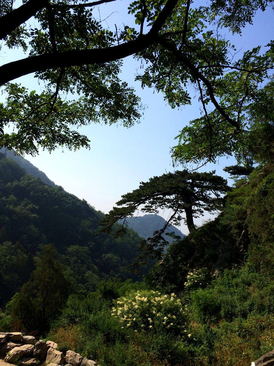 泰山迎客松