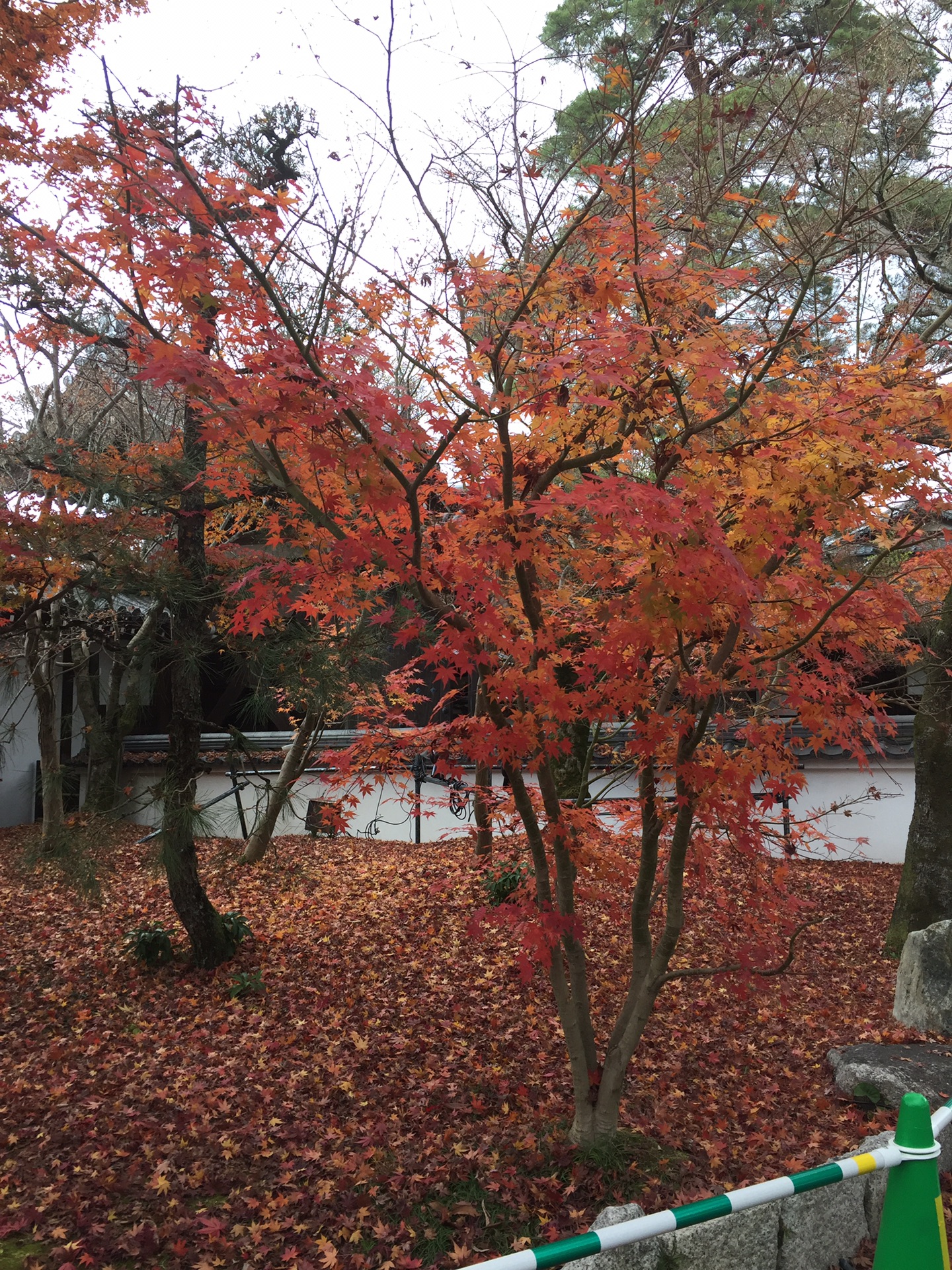 京都自助遊攻略