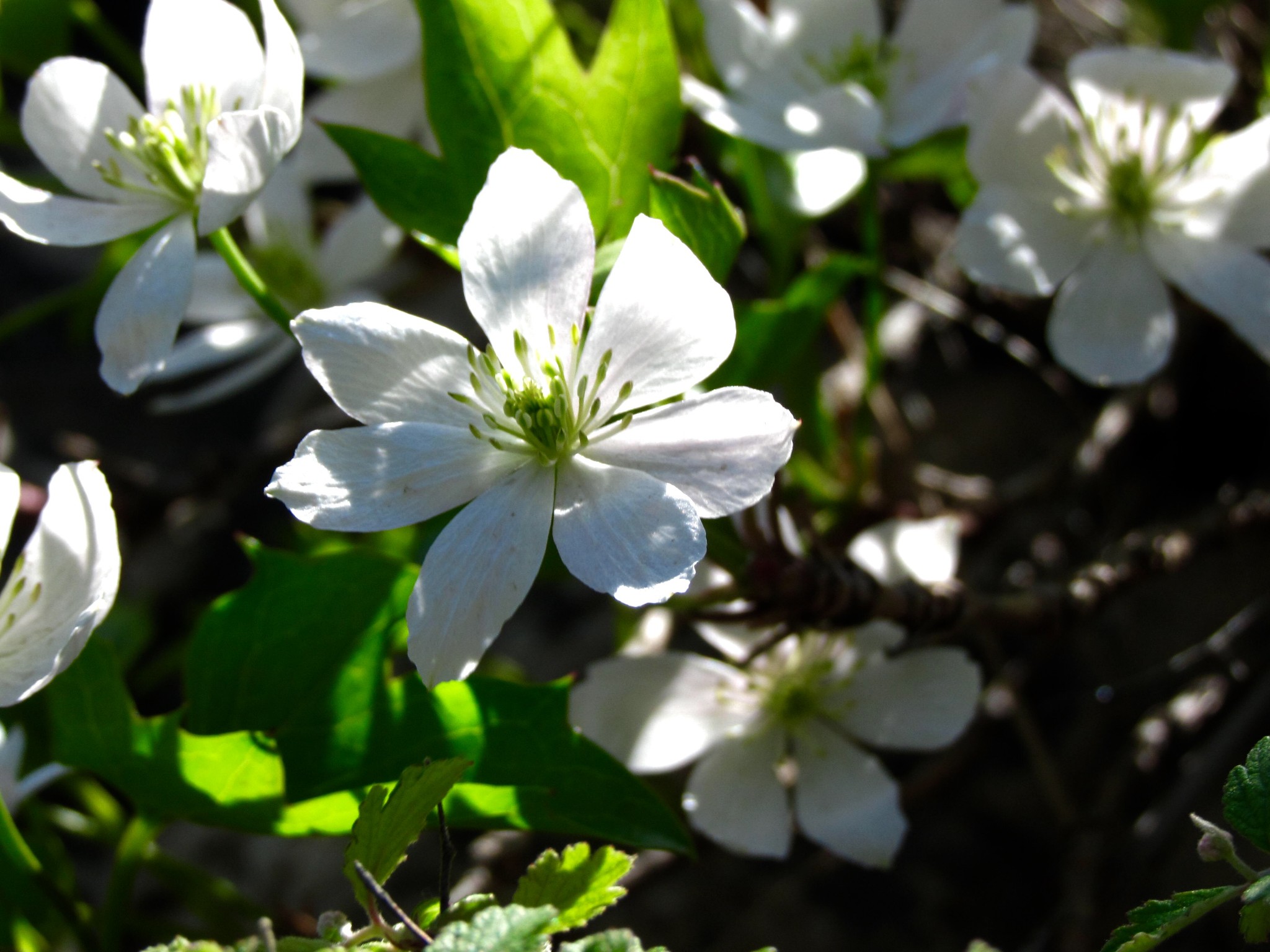 山野寻花之房山崖花