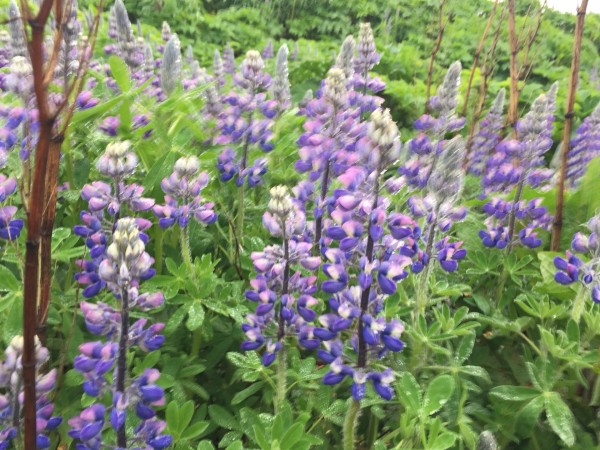 你想看的都在这里,冰岛南部海岸,杰古沙龙冰湖